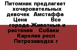 Питомник предлагает 2-хочаровательных девочек  Амстаффа › Цена ­ 25 000 - Все города Животные и растения » Собаки   . Карелия респ.,Петрозаводск г.